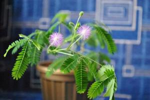 Mimosa pudica: cuidado especial em casa