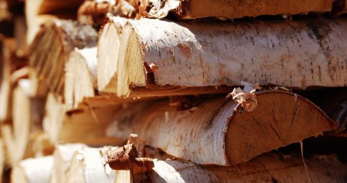 madeira de bétula é quase ideal para fornalha forno