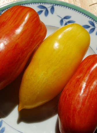 Variedades de tomates pernas Banana (mostrado amarelo)
