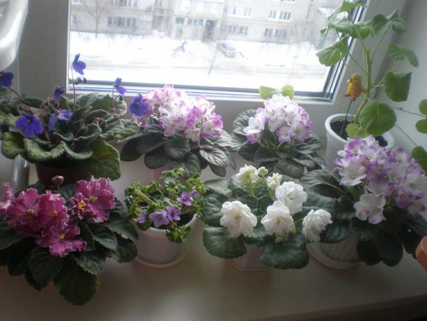 variante rara: violetas, floração no inverno. Ver: http://ssdosug.ru
