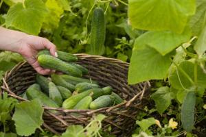 Dicas simples para pepinos crescimento. Obter uma colheita abundante sem o incômodo