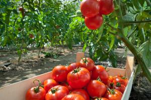 Como crescer uma rica colheita de tomates: Folhas de controle