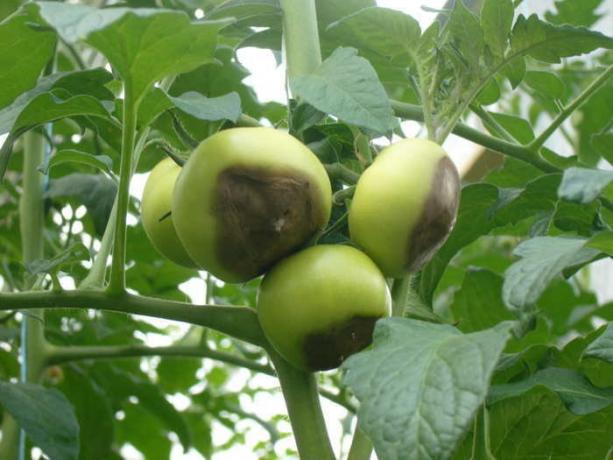 Apodrecendo nos tomates arbusto