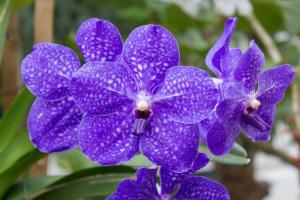 Orchid Vanda: Cuidados em casa por uma planta bonita