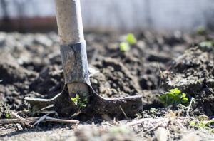 Por que é necessário para tornar a área de escavação a batata no outono