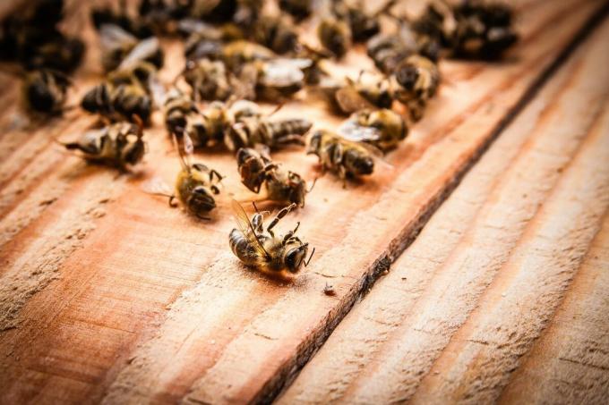 A morte em massa de abelhas em 2019 | ZikZak